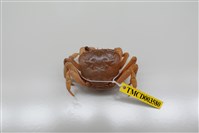 藏品(拉氏清溪蟹)的圖片